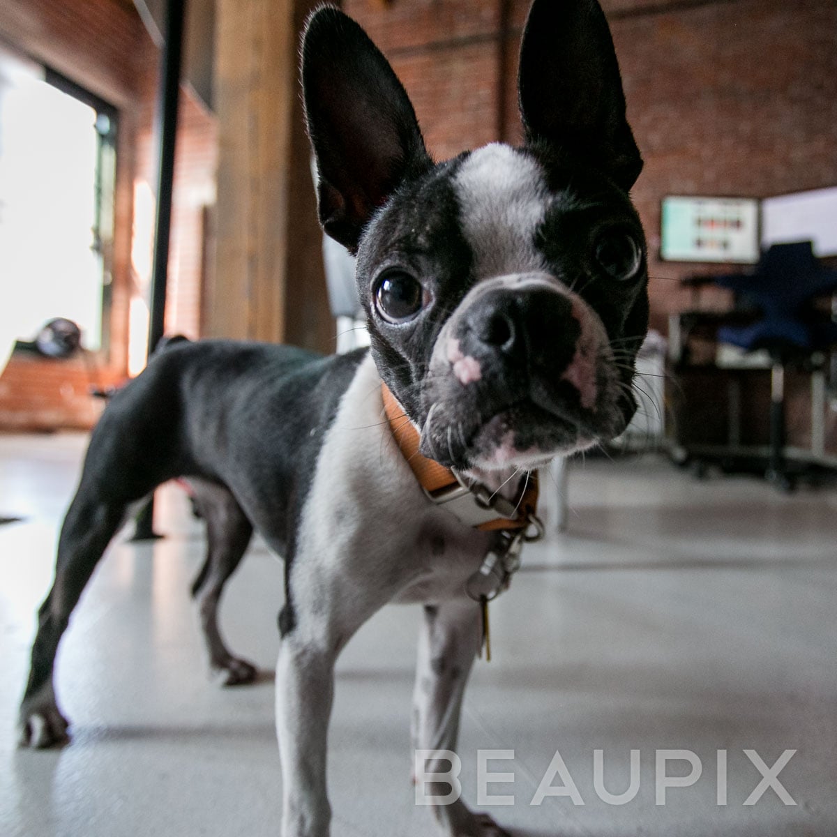 A Boston Terrier confuses the photographer